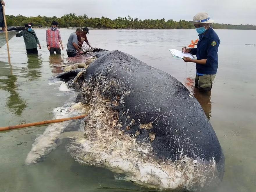 A whale found dead at Wakatobi National Park in Sulawesi province, Indonesia. The animal's stomach contains 6kg of plastic litter (Photo: AFP/VNA)