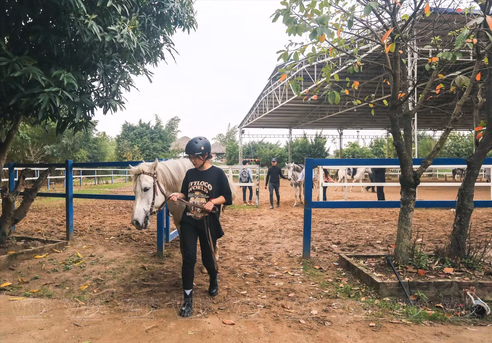 One of the principles in horseback riding is to walk the horse before riding, to understand its “temperament”. (Photo: VNP/VNA)