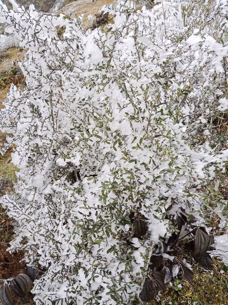 A tree is covered by snow (Photo VNA)