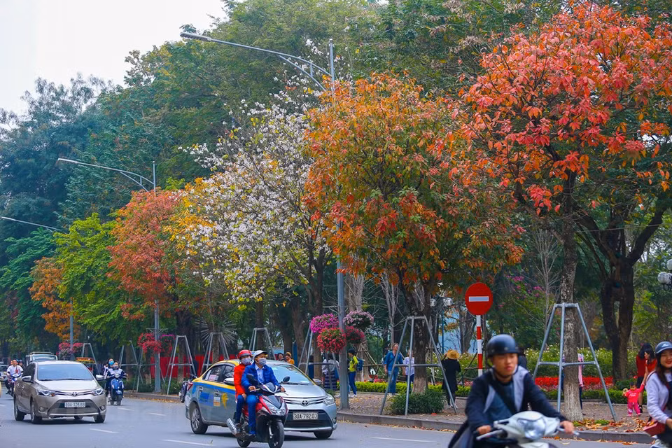 The 5-color row of trees on Dinh Tien Hoang street makes anyone passing here have to look back once (Photo: Vietnam+)