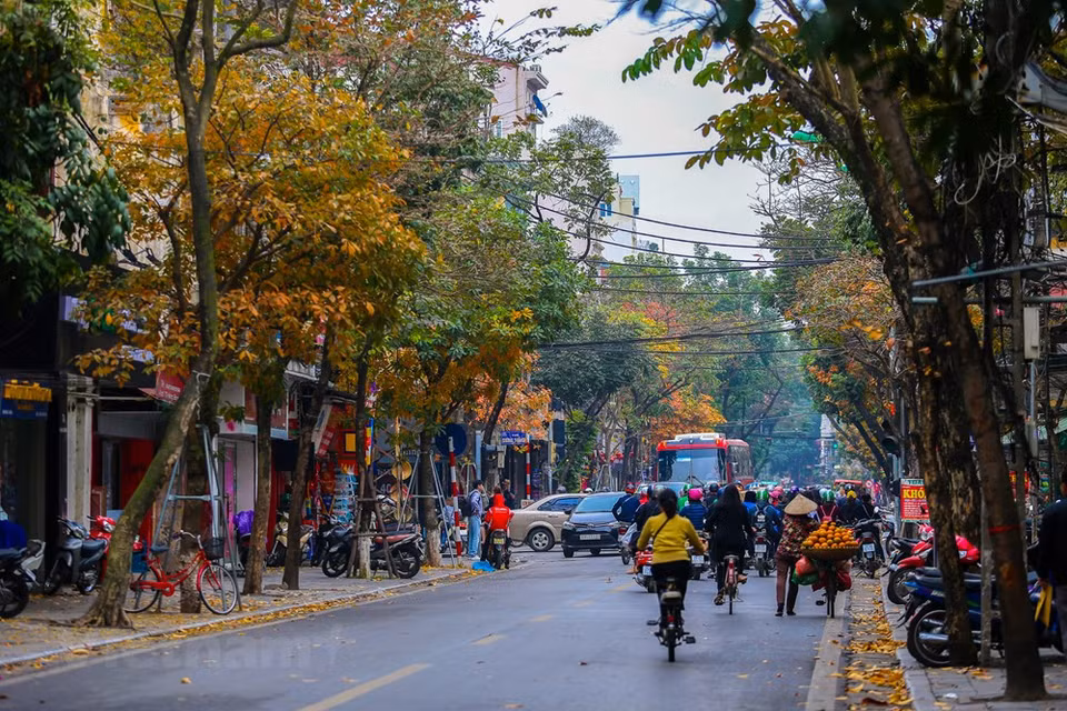 This incredible landscape only happens once a year, but it only exists for a few days because immediately after the yellow screen, the leaves fall with the wind, the trees begin to sprout green, luxuriant and flowering (Photo: Vietnam +)