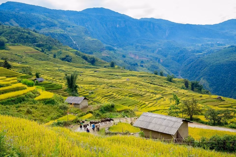 The best time to admire the golden rice fields here is in the beginning of September, when the locals start to harvest their rice crops.(Photo: Vietnam+)