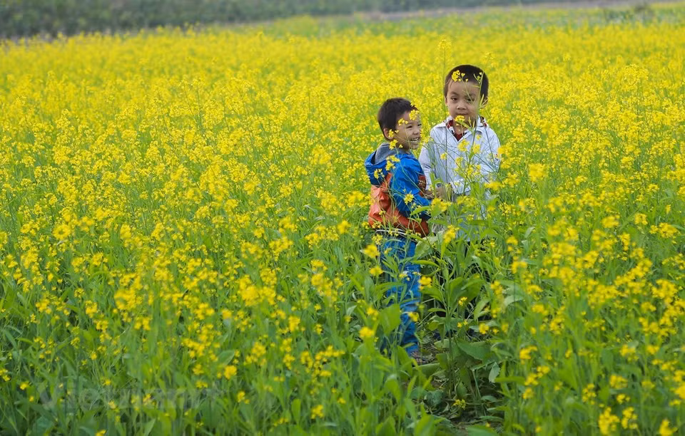 Every year when the cold comes in from the north, the mustard plants come into bloom and last until March (Photo: Vietnam+) 