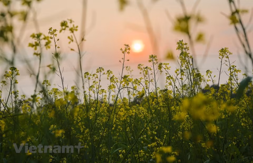 Mustards blossoms are also used in cooking or to garnish dishes, but many say they look most impressive growing wild in their natural environment. No matter what the weather, the flowers have a way of brightening even the cloudiest of days (Photo: Vietnam+)