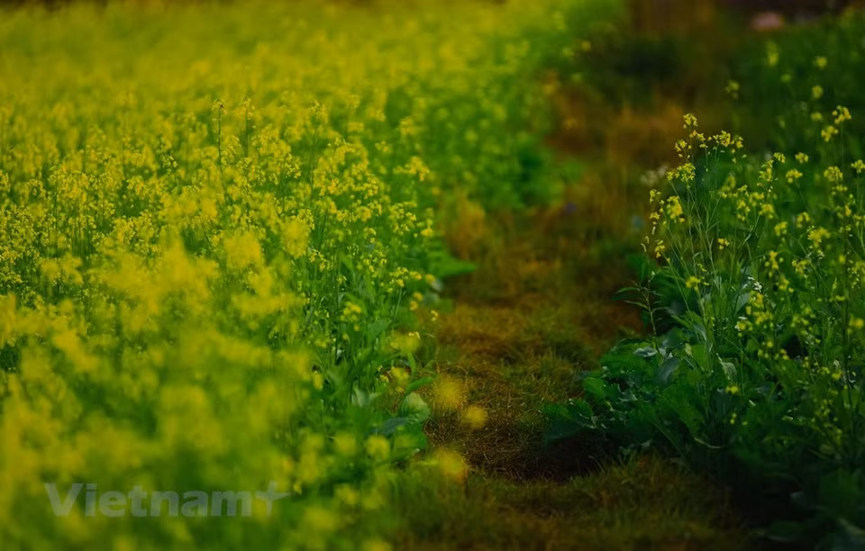 The golden flora has even become a symbol of northern Vietnam’s countryside (Photo: Vietnam+) 