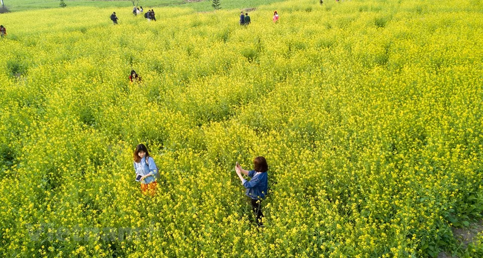 Fields of luscious yellow blooms are located 30 km west of Hanoi and holidaymakers, especially city-dwellers with little time, are drawn to the area for its breathtaking beauty (Photo: Vietnam+)