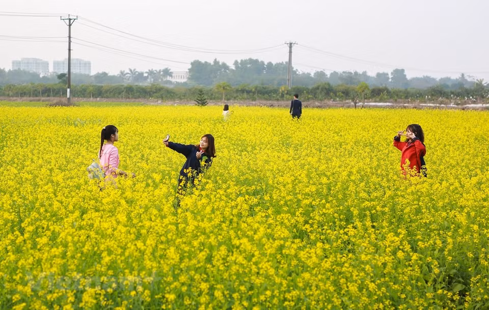 This is where the flowers bloom the earliest in Hanoi (Photo: Vietnam+) 