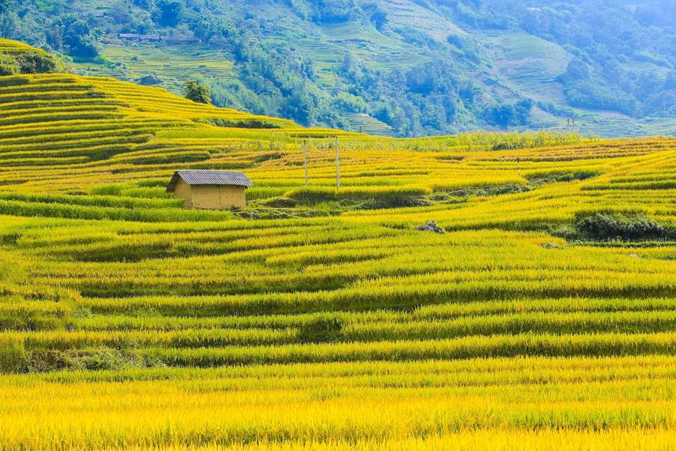 (Photo: Vietnam+)