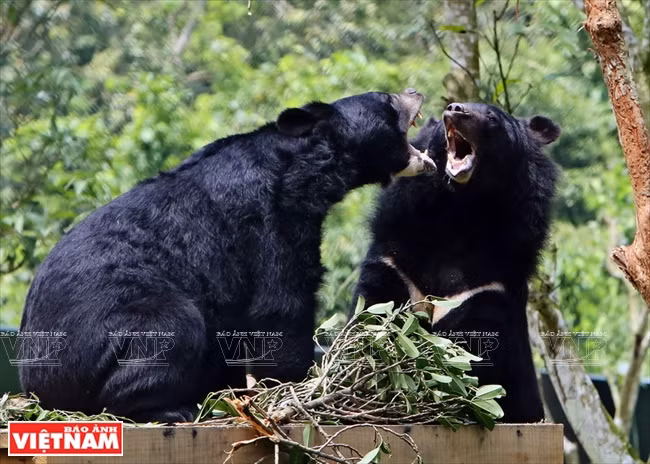 Bears at the santuary were rescued from captive conditions. (Photo: VNA)