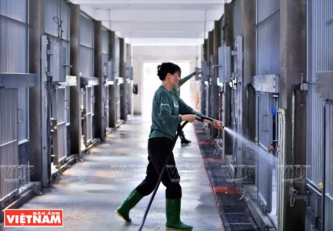 Cleaning bear cages (Photo: VNA)