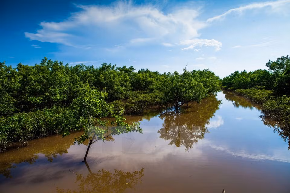 The wild and peaceful beauty of a mangrove forest in Xuan Thuy (Photo: VNA)
