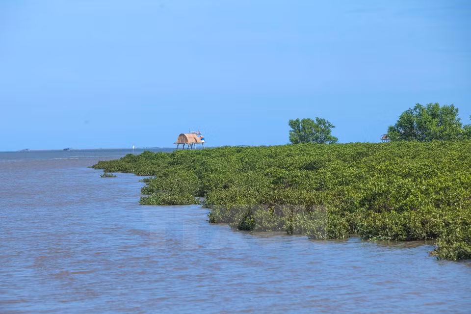 Forests in Xuan Thuy National Park help settle alluvium, provides a habitat for aquatic species, and ensures ecological balance (Photo: VNA)