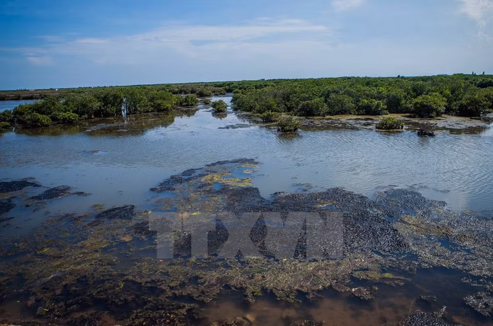 In January 1989, Xuan Thuy joined the Ramsar Convention, or the Convention on Wetlands of International Importance especially as Waterfowl Habitat 1971 (Photo: VNA)