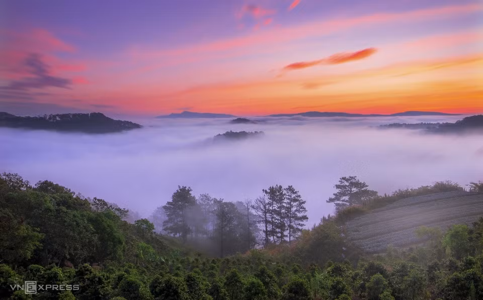 Dawn over pine forests and greenhouses in Tuy Son Village of Xuan Tho Commune. (Photo: vnexpress.net)