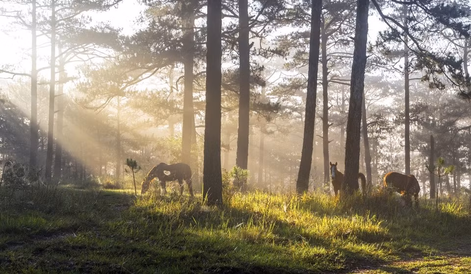 A herd of horses graze as the sun casts its rays through green pine trees near Than Tho Lake (Lake of Sighs), a tourist attraction in the middle of thousands of pine trees, about six kilometers from downtown Da Lat. (Photo: vnexpress.net)