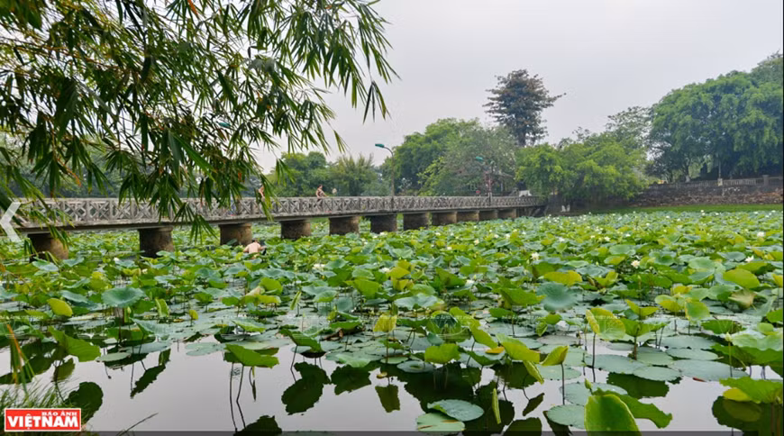 Tourists enjoy lotus flowers in Hue (Photo: VNA)