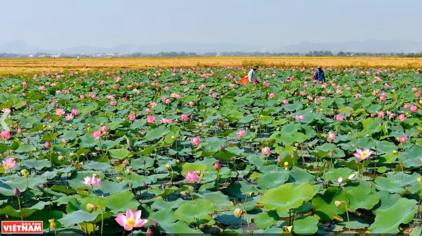 Lotus flowers in Hue have a distinctive scenic beauty that cannot be replicated (Photo: VNA)