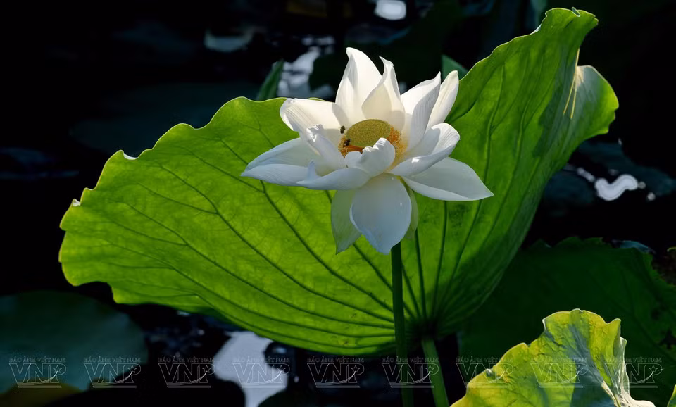White lotuses adorn Tinh Tam Lake in the central province of Thua Thien-Hue with an elegant beauty. (Photo: VNP)