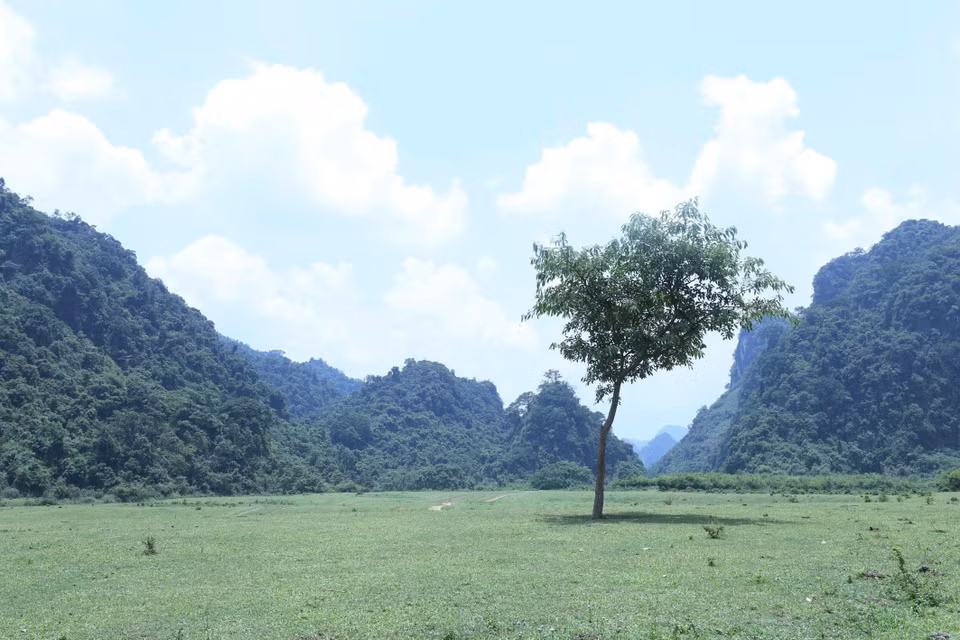 A solitary tree on Dong Lam plain, standing in the middle of vast grasslands. (Photo: VNA)