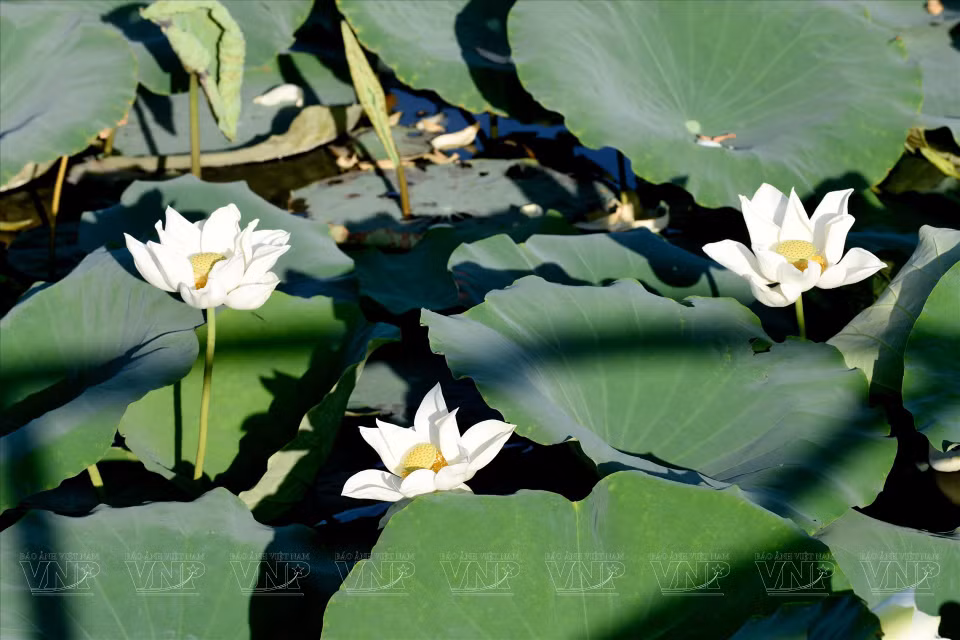 Tinh Tam Lake brimming with the vibrancy of lotus blossoms. (Photo: VNP)