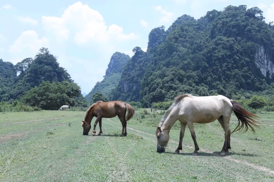 Dong Lam plain and herds of horses have become a special attraction for tourists and photographers. (Photo: VNA)