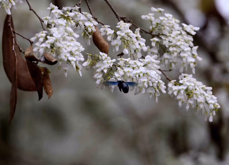 Sua is a deciduous tree with sparse foliage and small white flowers that bloom in clusters, emitting a fragrant scent. (Photo: VNA)
