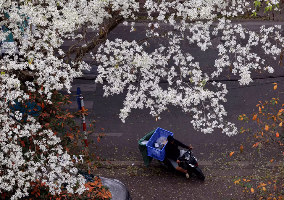 Admiring white Sua flowers in bloom stirs the soul of visitors to Vietnam’s capital, bringing a sense of tranquillity amid the hustle and bustle of life. (Photo: VNA)