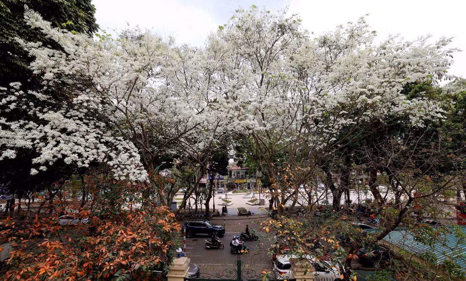 Sua flowers have dedicate petals that bloom together, blanketing the capital in white. (Photo: VNA)