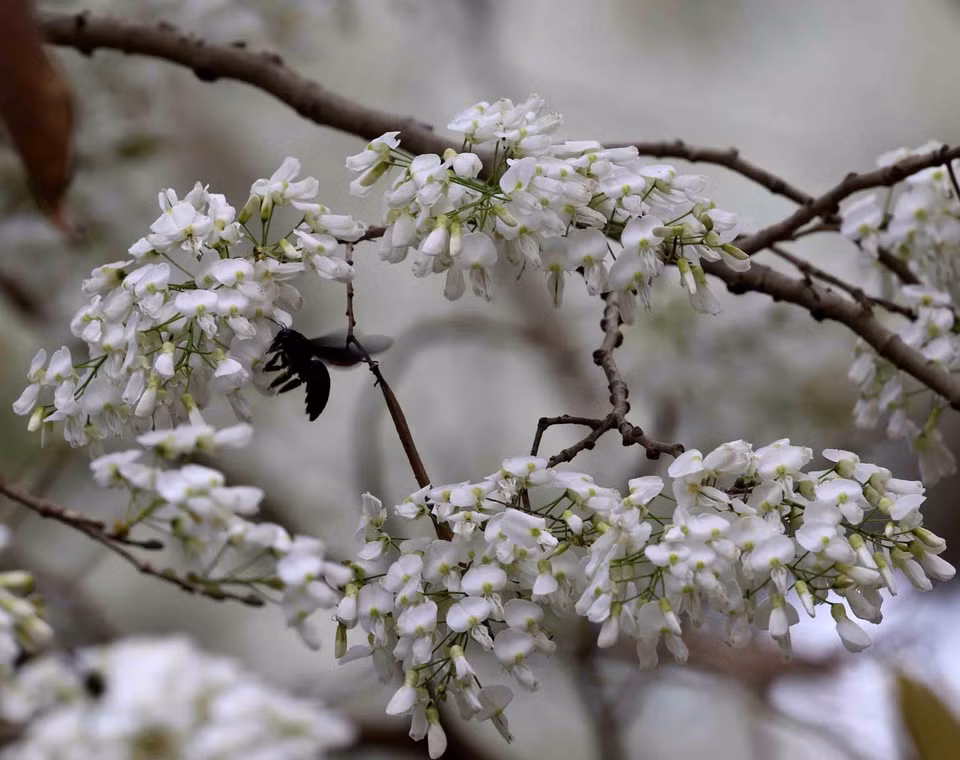 Sua is a deciduous tree with sparse foliage and small white flowers that bloom in clusters, emitting a fragrant scent. (Photo: VNA)