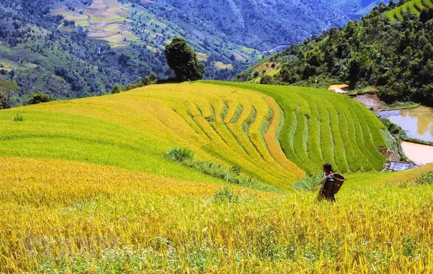 The bright green and yellow colour of terraced rice field in Hang Chu commune, Bac Yen district create a stunning view (Photo: VNA)