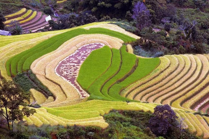 Terraced rice fields in Xím Vang commune, Bắc Yên district (Sơn La). (Photo: VNA)