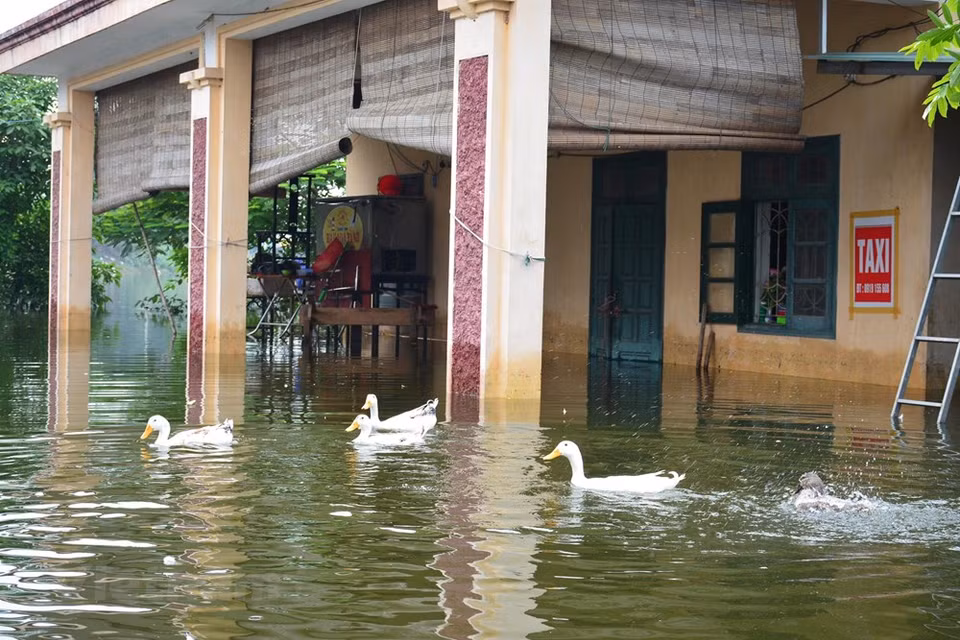 Meanwhile, in Hanoi's outskirts district of Chuong My, flood waters have entered 2,349 households in ten towns and communes, and isolated Yen Trinh and Thuan Luong villages in Hoang Van Thu commune. (Source: VNA)