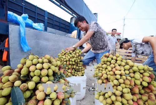 Lychees are sold for around 2.14 USD/kg (Photo:VNA)