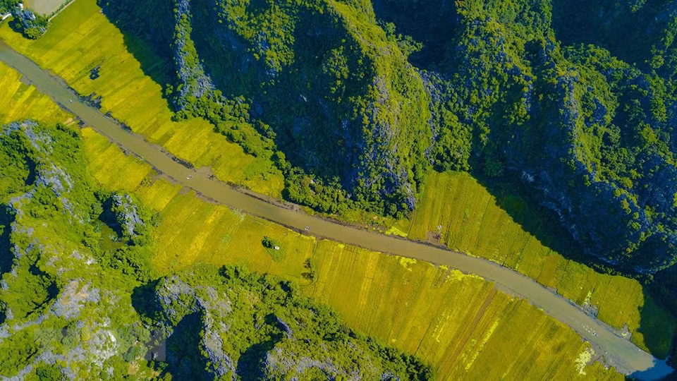 Golden ripe paddy fields looking from the peak of Hang Mua (Photo: VNA) 