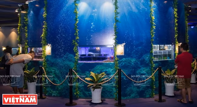 Nearly 200 species of ornamental fish are on display at the exhibiton (Photo: VNA)