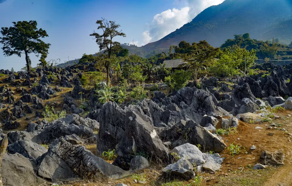 The rugged rocks here are not as high as those in Dong Van Karst Plateau in Ha Giang province, but they are formed into hills, running up and down, and are scattered along provincial Road 129. (Photo: VNA)