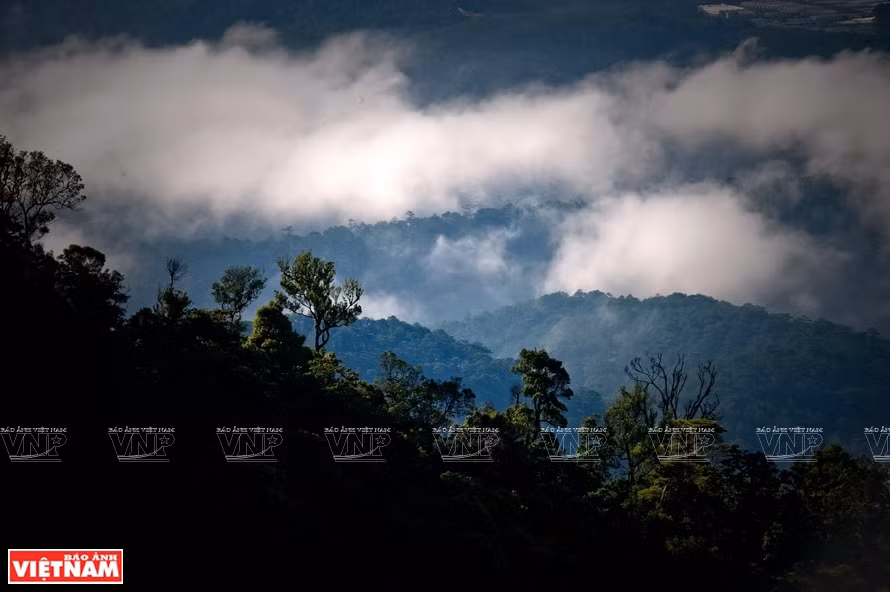 Bidoup - Nui Ba National Park is home to 1,923 species of plants, including rare and precious ones such as flat-needle pine, red pine, and five-needle pine. The park is regarded as the capital of orchids in Vietnam with 297 species (Photo:VNP/VNA)
