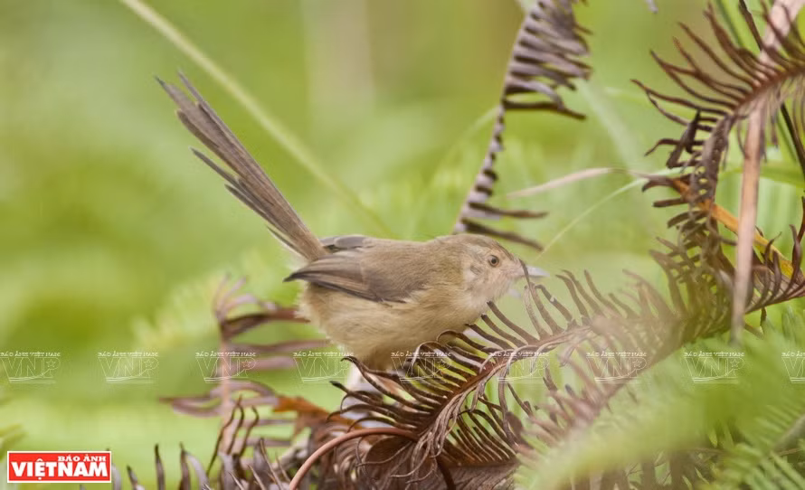 The recognition of AHPs has made important contributions to conserving ecosystems of biodiversity importance and cultural and historical values for each member state and the whole region, while raising awareness about biodiversity conservation within ASEAN countries (Photo:VNP/VNA)