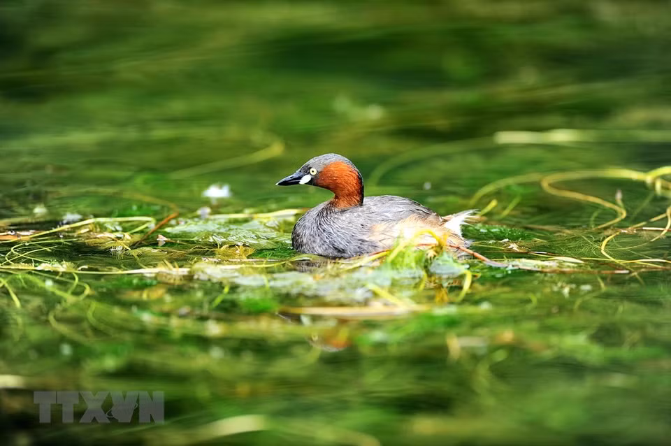 A bird at Thung Nham bird park in Trang An. (Photo: VNA)