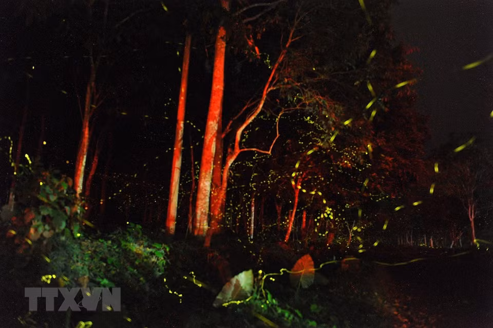 In the early summer nights, the light of fireflies becomes the main tourists attraction in Cuc Phuong National Park. (Photo: VNA)