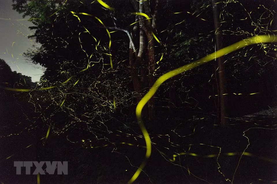 Yellow-green streaks of light created by tens of thousands of fireflies make the forest glow (Photo: VNA)