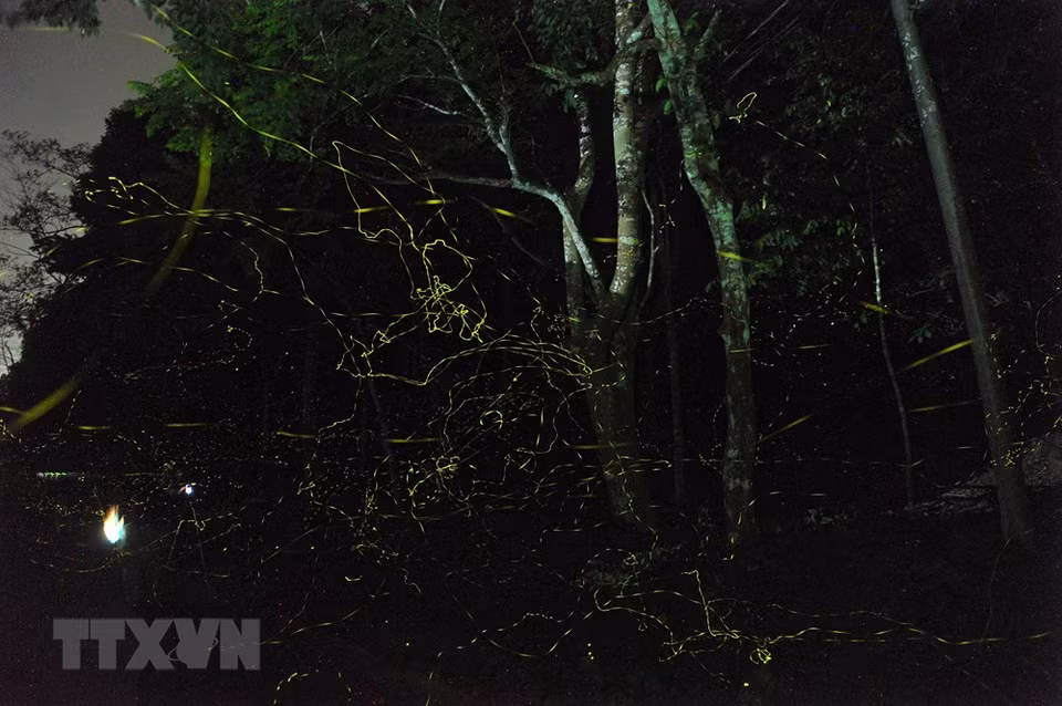 In the evening, the whole forest is immersed in thousands of sparkling fireflies, creating a shimmering beauty (Photo: VNA)