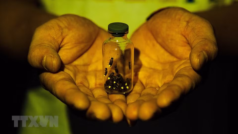 Catching fireflies and putting them in glass bottles or egg shells are associated with many people’s childhood (Photo:VNA)
