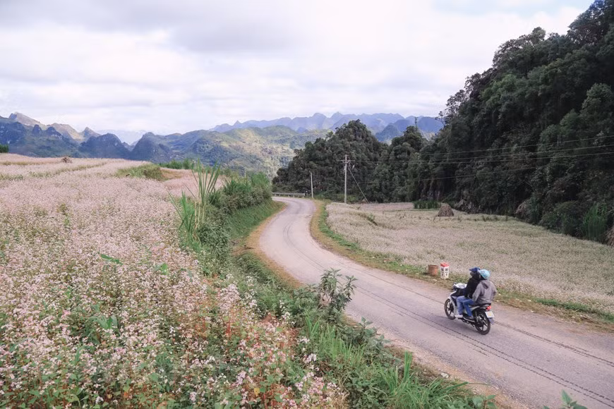 Year-end is the time when buckwheat flower fields burst into full bloom, embellishing the beauty of the northern mountainous province of Ha Giang. (Photo: Vietnamplus)