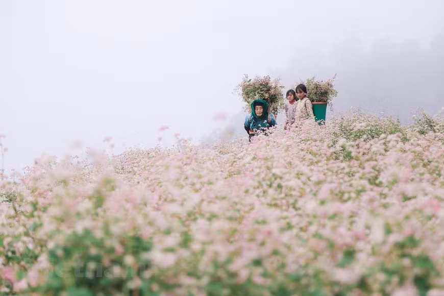 Although buckwheat flowers are small, they have strong vitality. In the arid rocky areas, they still thrive and gloriously bloom. (Photo: Xuan Mai/Vietnamplus)
