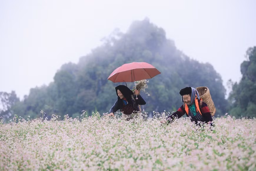 Endless buckwheat flower fields create a poetic scene in Ha Giang province (Photo: Vietnamplus)
