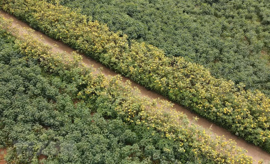 The natural surroundings are brilliant with the yellow of wild sunflowers. (Photo: VNA)