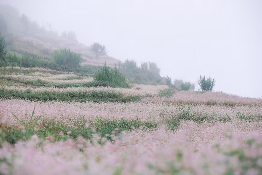 Any visitors will be blown away by the romantic beauty of buckwheat flower fields. (Photo: Vietnamplus)
