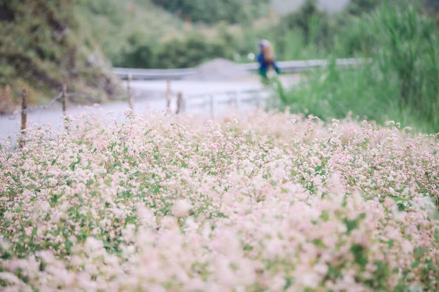 Buckwheat flower fields often burst into full bloom from October to the end of winter. (Photo: Vietnamplus)