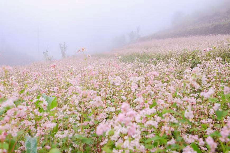 The flowers change color every week. They begin by being white, then change to purplish pink before becoming dark red. (Photo: Vietnamplus)